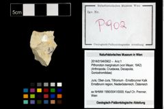 Foto (Objekt + Etikett) von Pithonoton marginatum (von Meyer, 1842)  (NHMW-GEO-2014-0194-0902)
